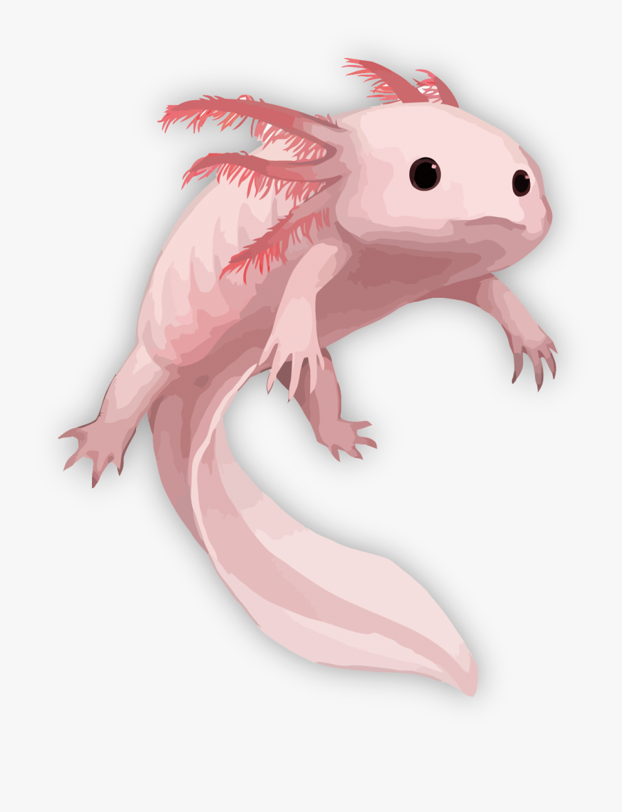 Axolotl Clipart, Transparent Clipart