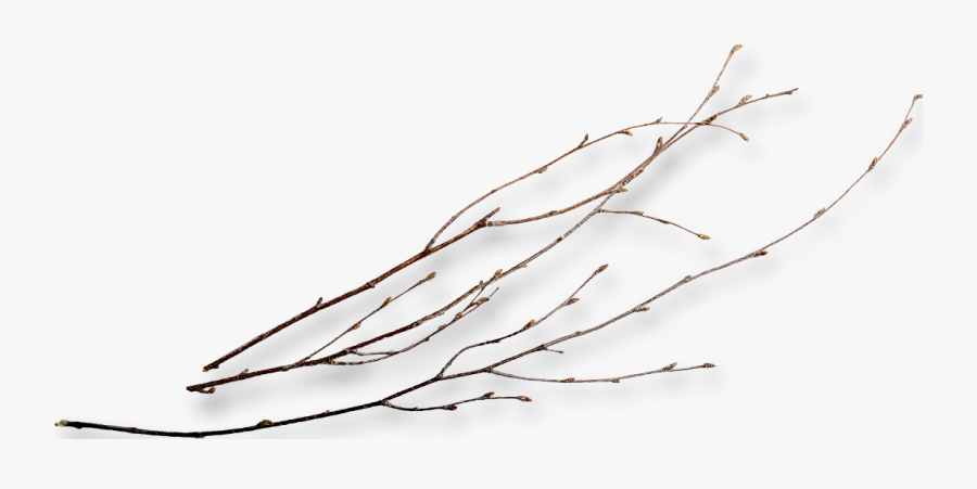 Twigs Png, Transparent Clipart