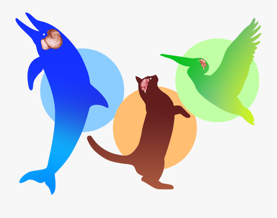 Award-winning Brain Games & Education - Illustration, Transparent Clipart