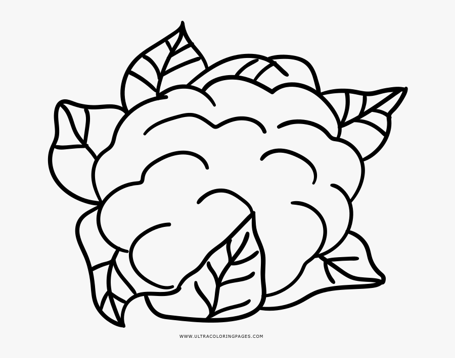 Cauliflower Drawing Coloring - Cauliflower Drawing With Colour, Transparent Clipart
