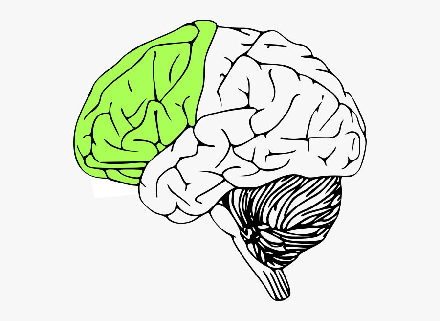 Outline Of Human Brain, Transparent Clipart