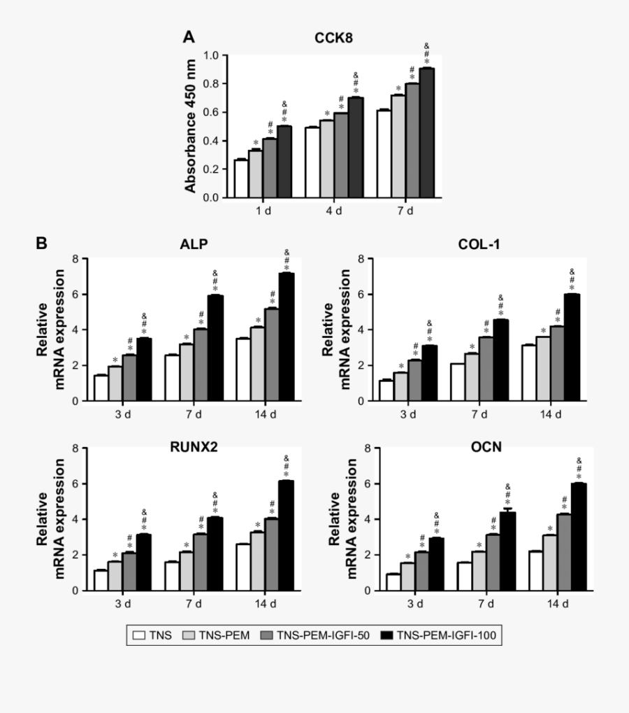 Cell Proliferation And Osteogenesis Related Gene Expression, Transparent Clipart
