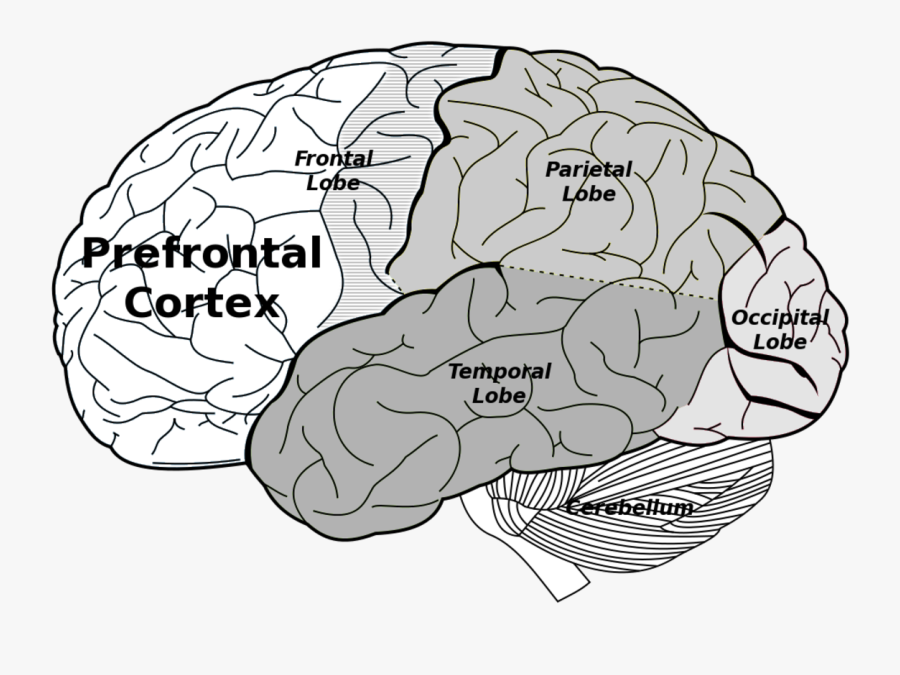 Cauliflower Drawing Simple Transparent - Prefrontal And Parietal Cortex, Transparent Clipart
