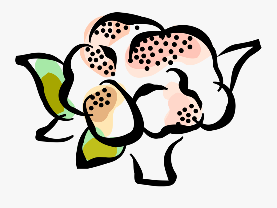 Vector Illustration Of Edible Vegetable Head Of Cauliflower, Transparent Clipart
