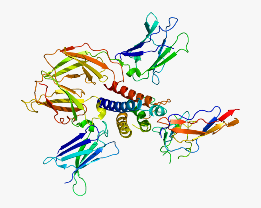 Image Of The Il2rg Protein Discissed In The Text - Common Gamma Chain Protein, Transparent Clipart