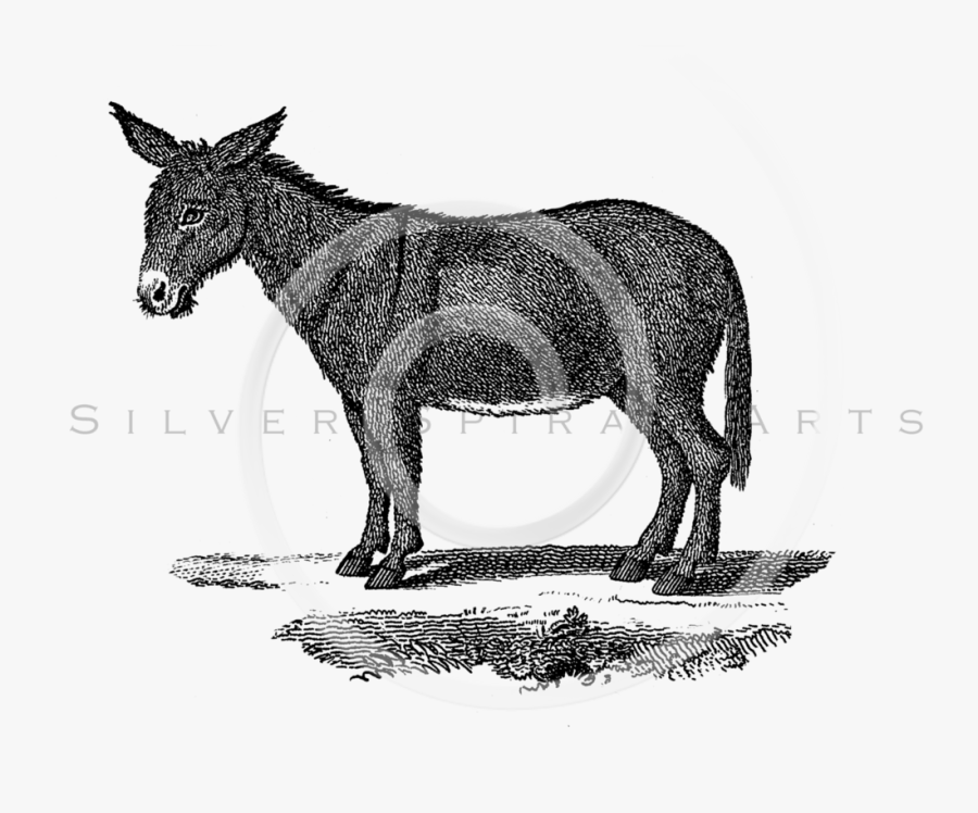 Drawing Donkey Gray - Vintage Donkey Illustration, Transparent Clipart