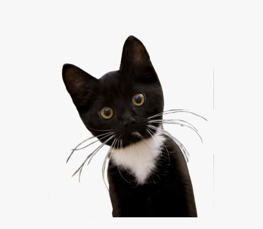Cute Cats Black And White, Transparent Clipart