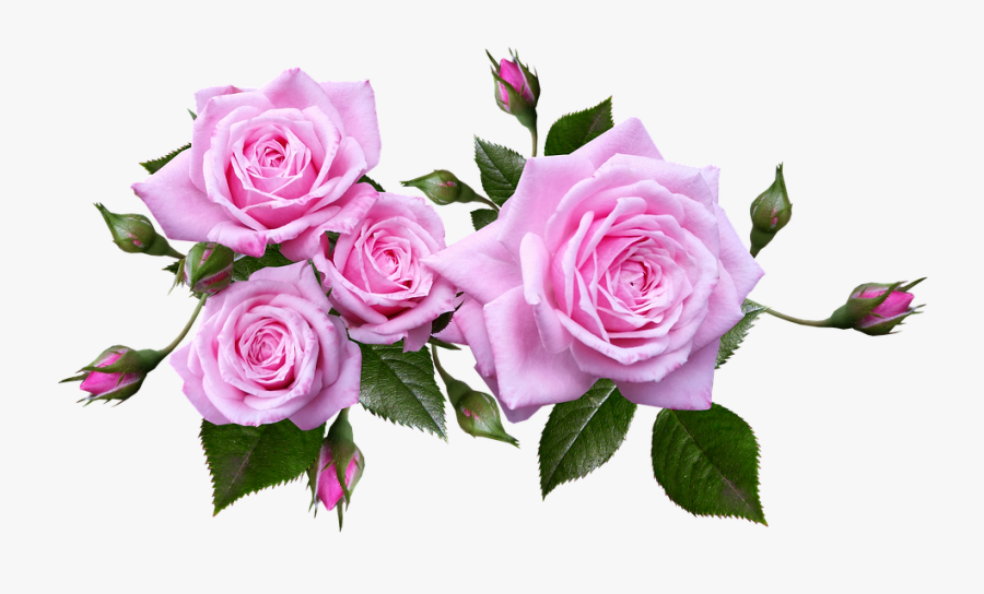Rose, Flower, Arrangement, Plant - Pink Roses No Background, Transparent Clipart