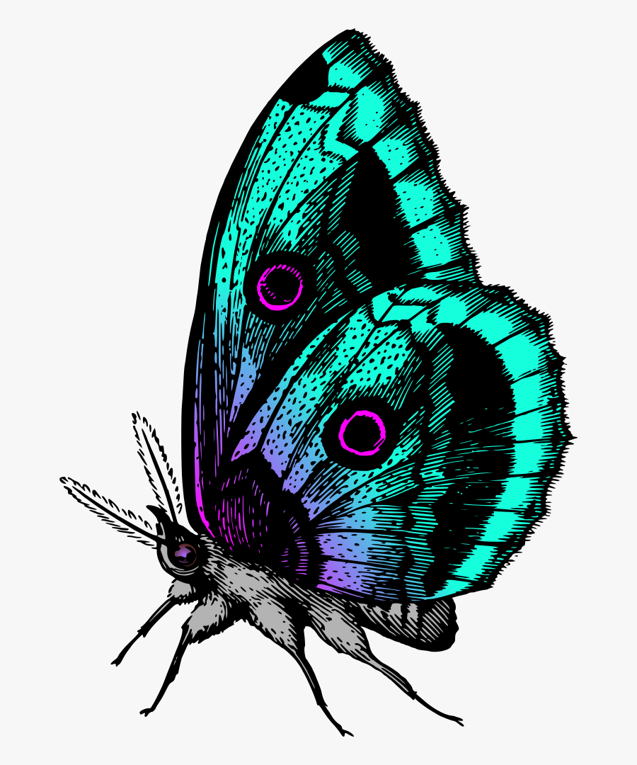 Butterfly 18 - Colour Butterfly Images Hd, Transparent Clipart