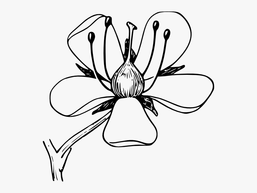 18 Clip Art, Transparent Clipart