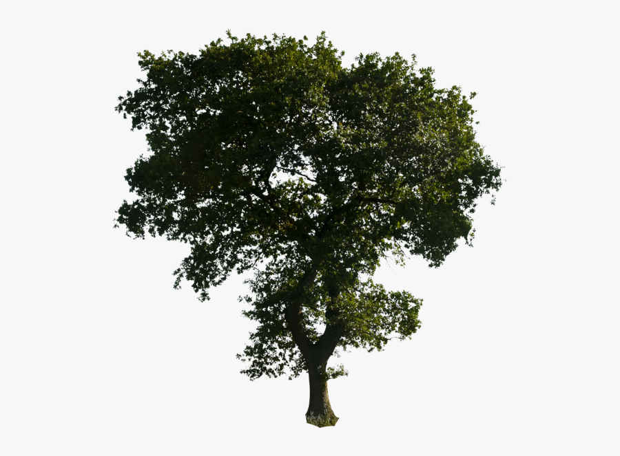 Tree Clipart Realistic Png - Tree Photoshop Hd, Transparent Clipart