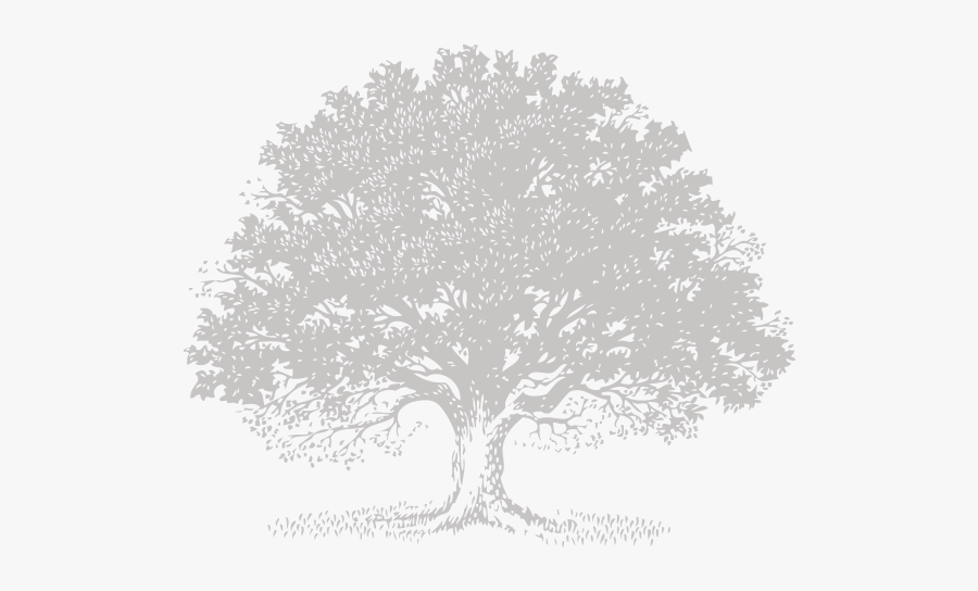 Live Oak Tree Svg Royalty Free Stock - Portable Network Graphics, Transparent Clipart