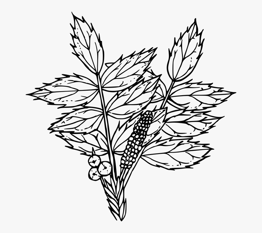 Line Drawing Of A Rose 29, Buy Clip Art - Drawing Oregon Grape, Transparent Clipart
