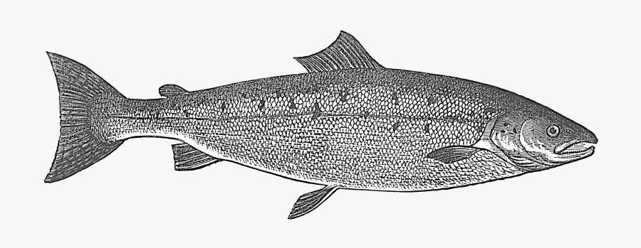 Fish Salmon Rainbow Trout Clip Art - Engraved Fish, Transparent Clipart