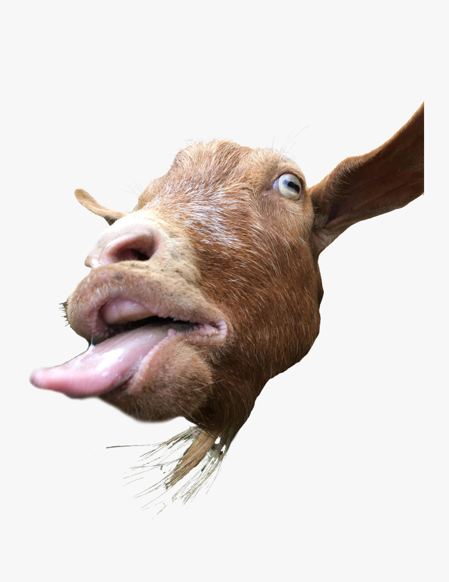 Clip Art Goat With Tongue Out - Goat With Its Tongue Out, Transparent Clipart