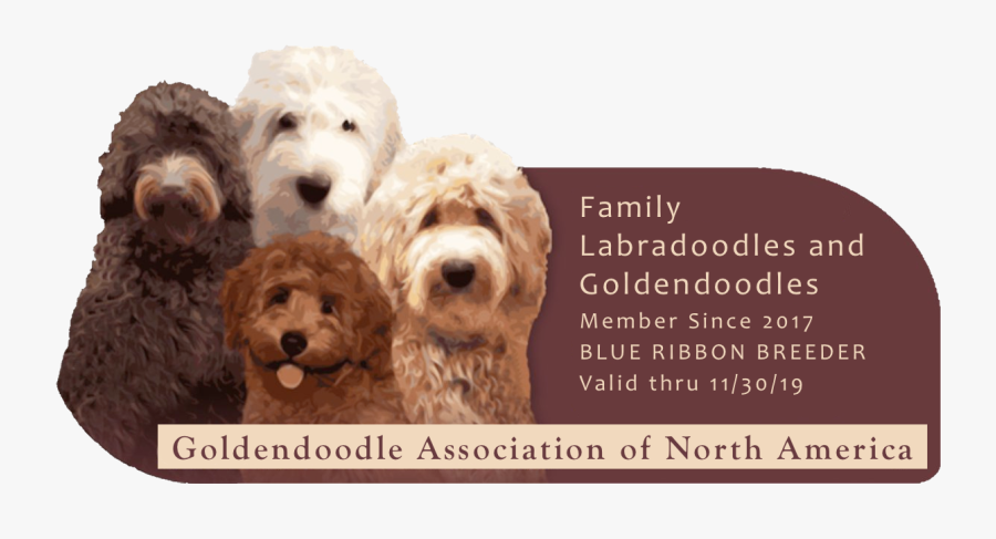 Goldendoodle, Transparent Clipart