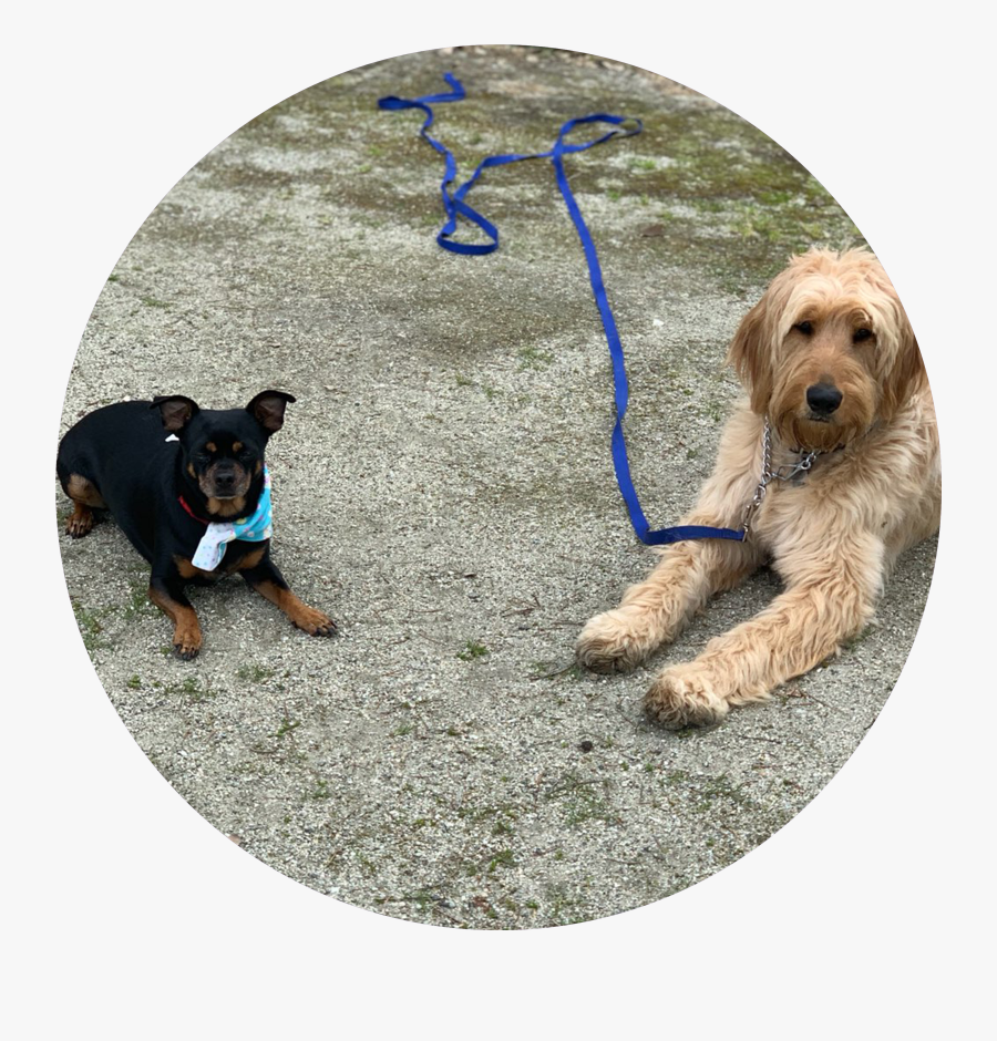 Goldendoodle, Transparent Clipart