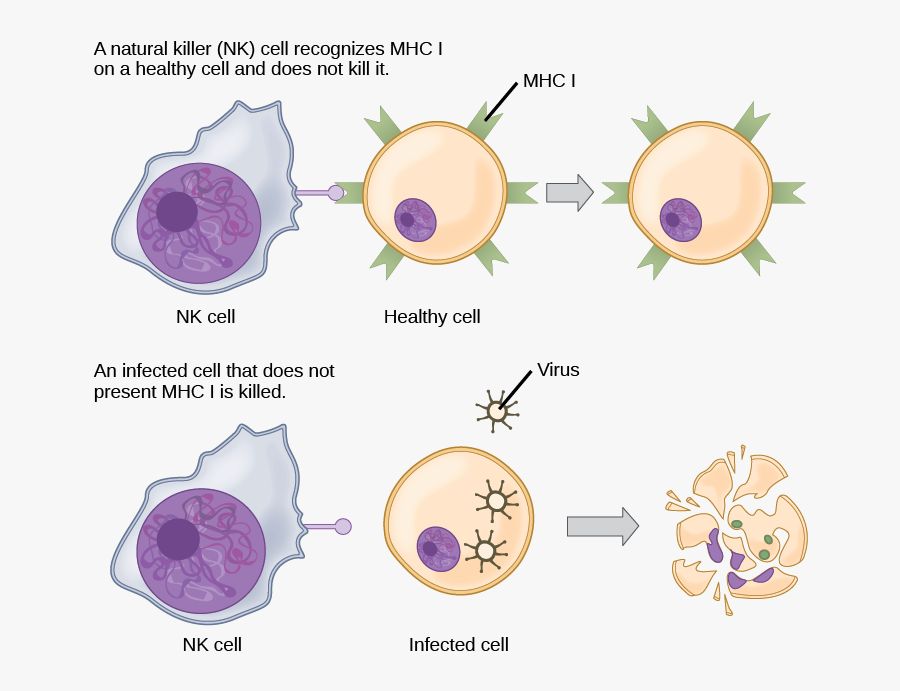 Healthy, Uninfected Cells Present Mhc I On Their Surface - Do Lymphocytes Work, Transparent Clipart