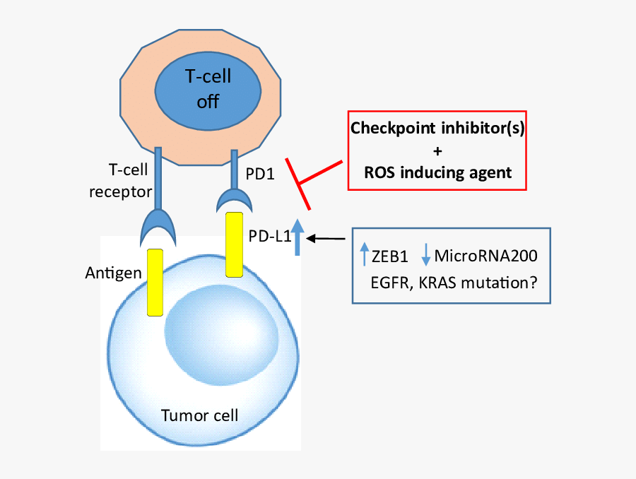 Cancers Cells Adapt And Exploit Immune System To Evade - Immune Evasion Pd L1, Transparent Clipart