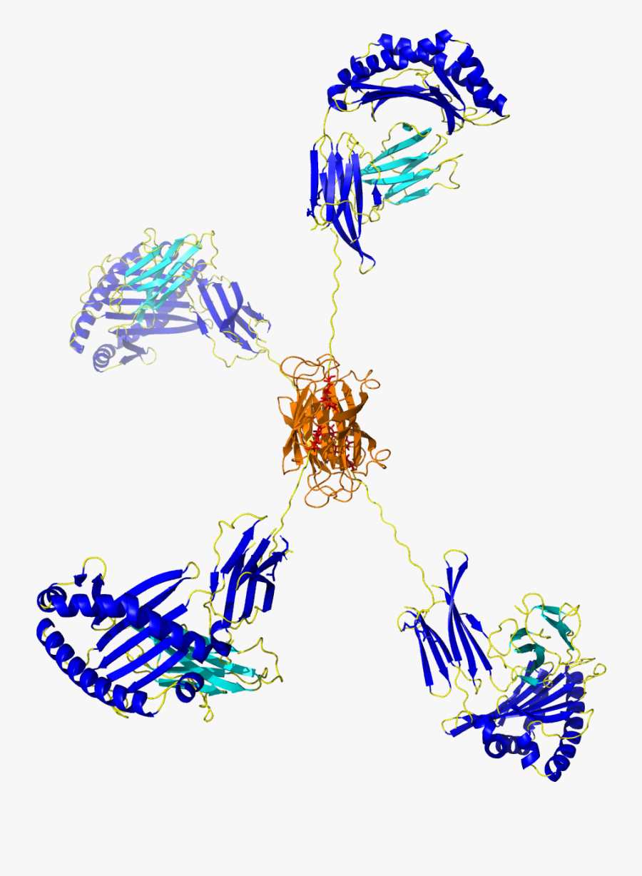 Immune System Clip Art, Transparent Clipart