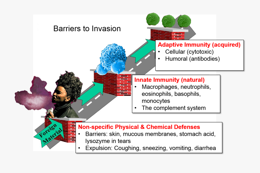 Specific Defense Mechanism, Transparent Clipart