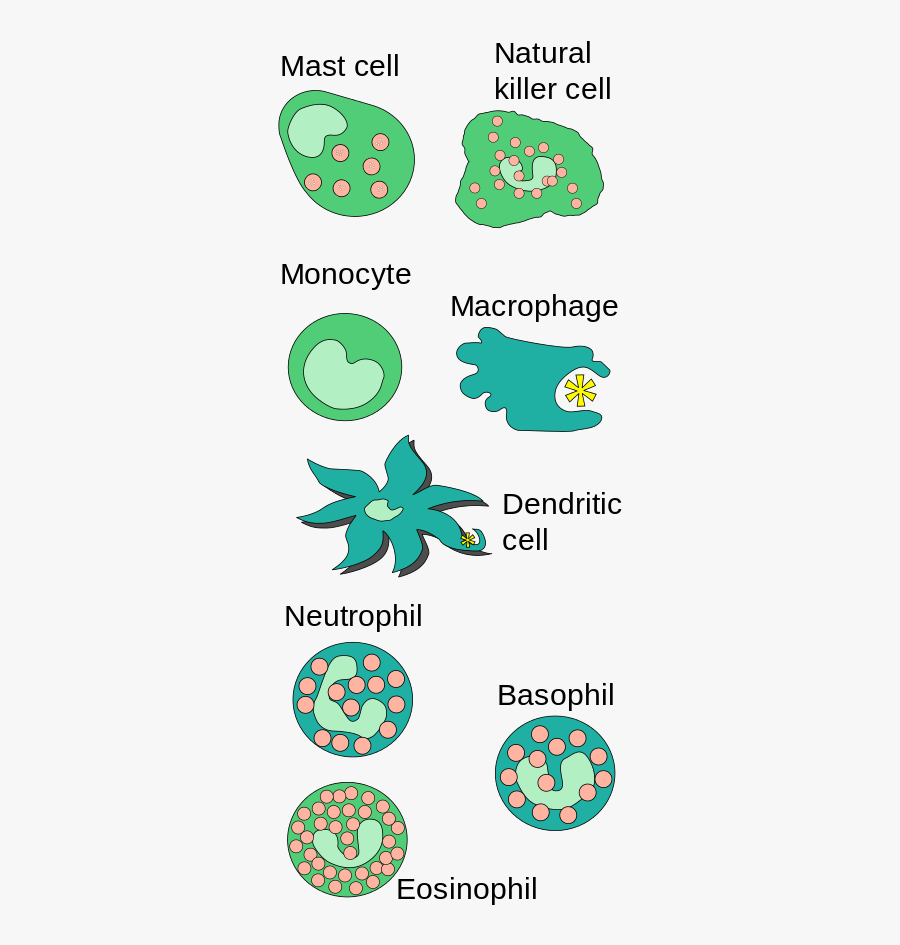 Diagram Of Some Of The Cells Of The Innate Immune System - Innate Immune Cells, Transparent Clipart