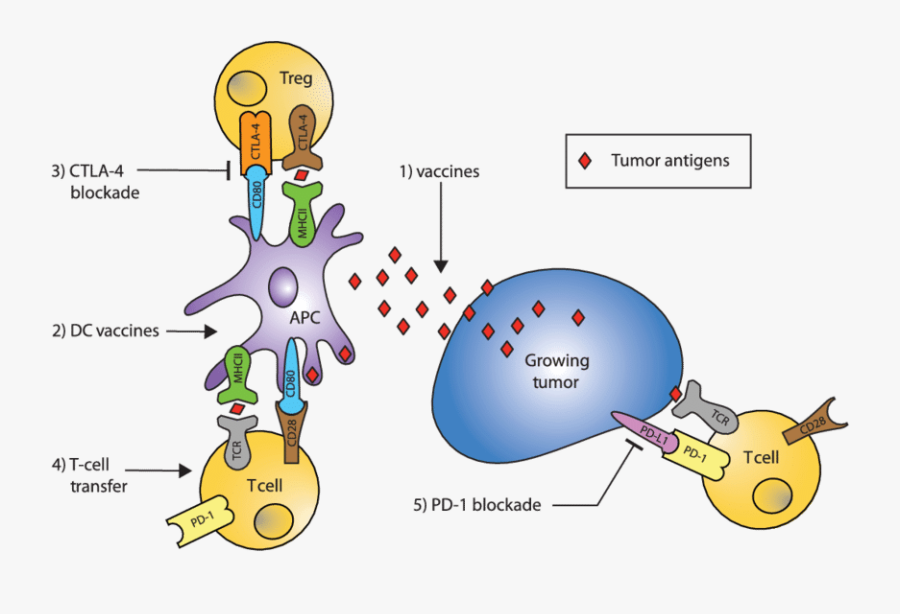 Schematic Of Immune Response To Growing Tumor And Targets - Cartoon, Transparent Clipart