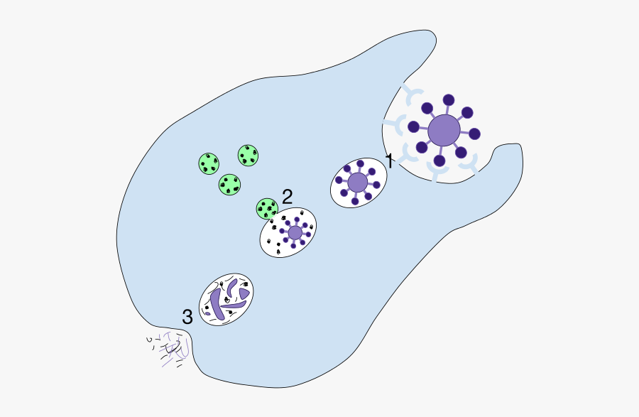 Phagolysosome Fusion, Transparent Clipart