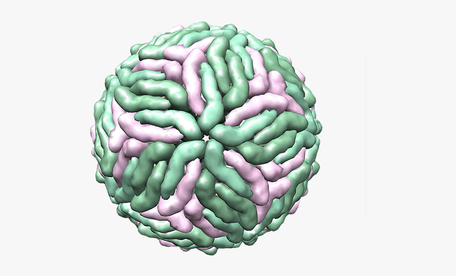 How Viruses Combat Our Immune Defense System - Dengue Virus Structure Png, Transparent Clipart