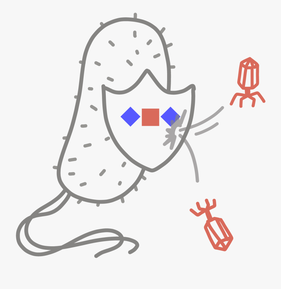 Immune System Clipart, Transparent Clipart