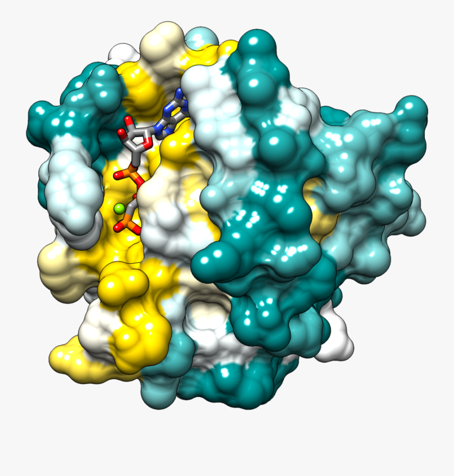 Structure Of H-ras - Ras Protein Structure, Transparent Clipart