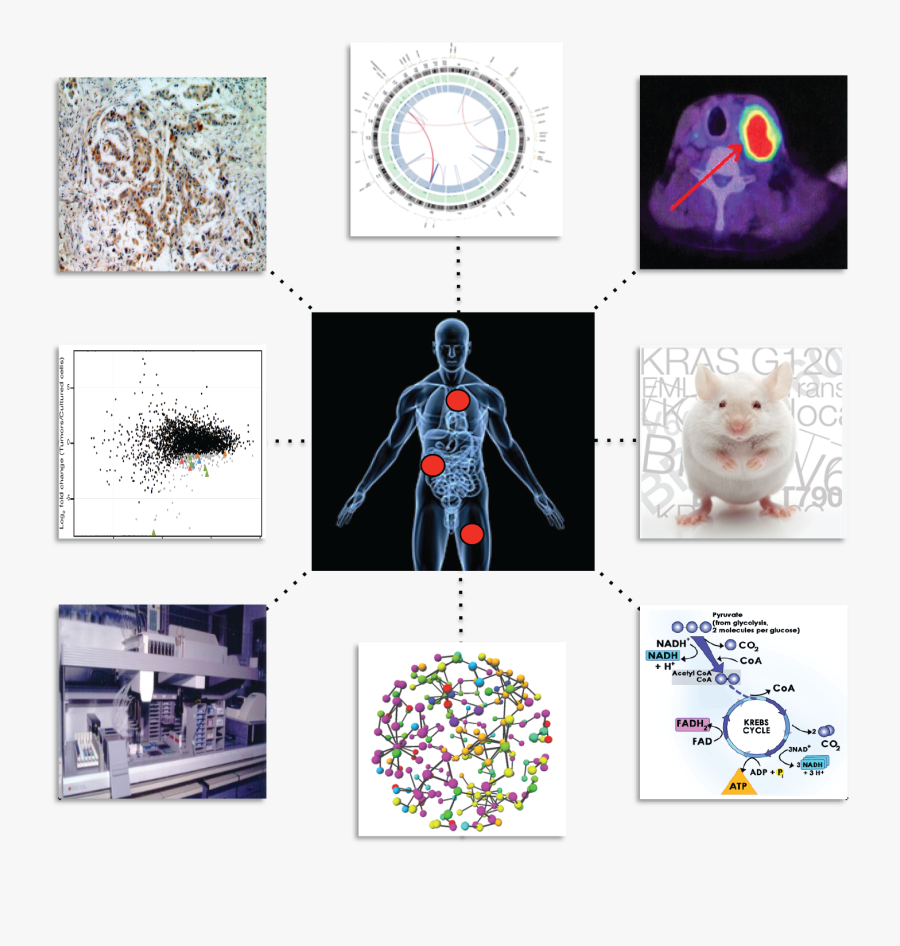 Daniel - Cartoon, Transparent Clipart