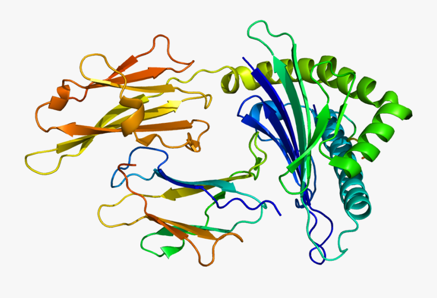 Human Leukocyte Antigens Typing, Transparent Clipart