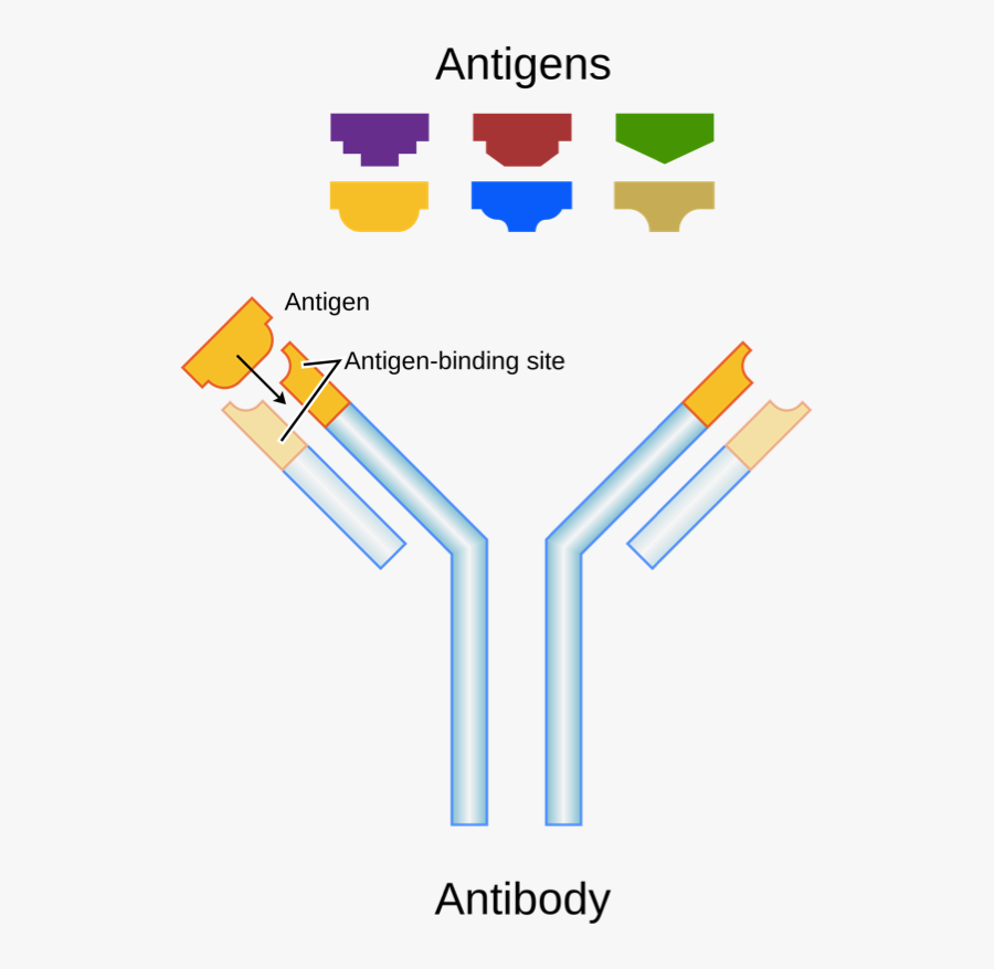Antibody Lock And Key , Free Transparent Clipart ClipartKey