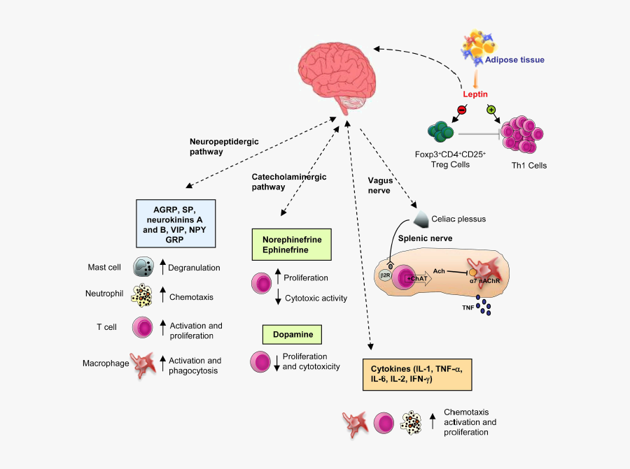 Endocrine And Immune System, Transparent Clipart