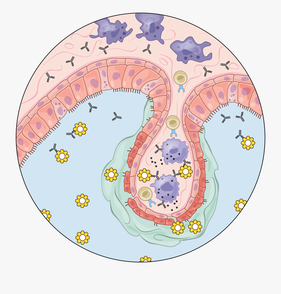 Circle, Transparent Clipart