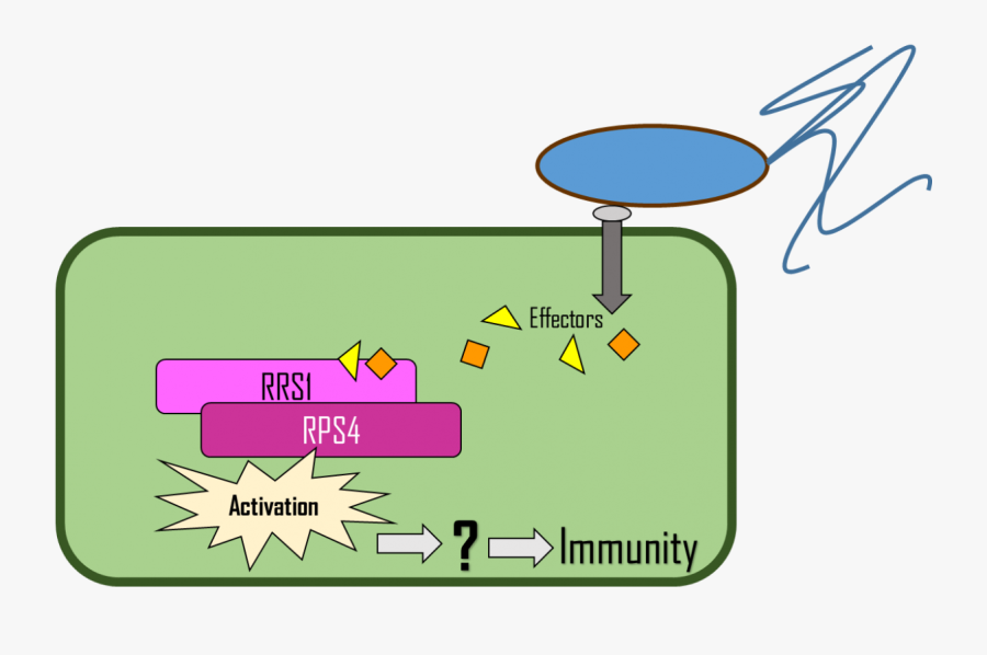 Immune System Clip Art, Transparent Clipart