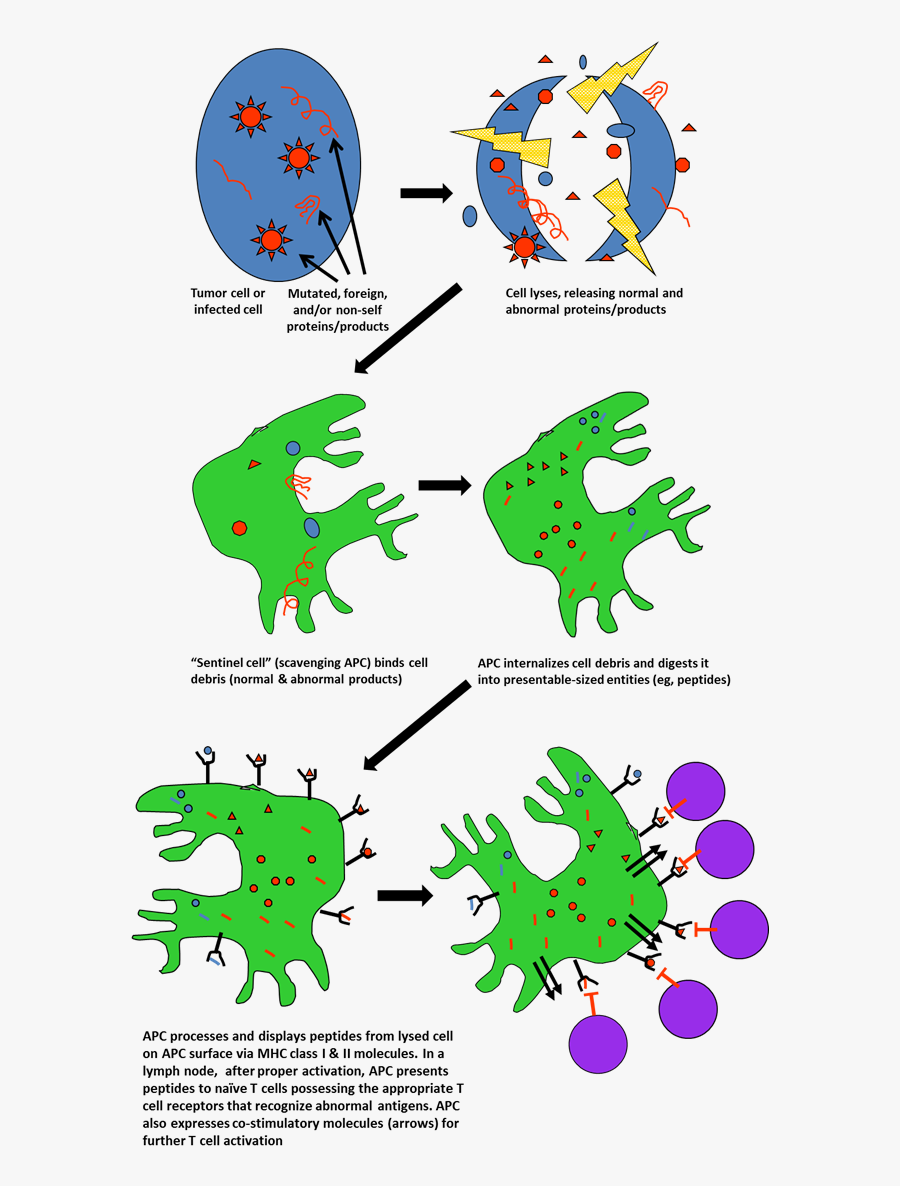 Clip Art, Transparent Clipart