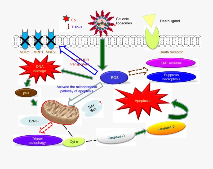 The Multiple Signaling Pathways, Transparent Clipart