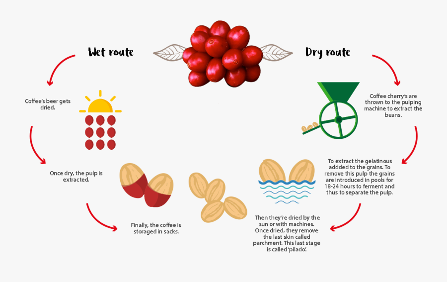 Coffee Making Process Diagram at Cristopher Robertson blog