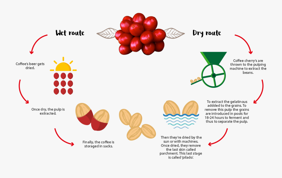 Coffee Process - Process Of Coffee, Transparent Clipart