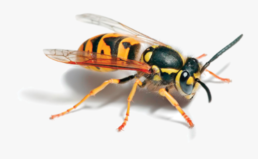 Clip Art Green Hornet Insect - Common Uk Wasp, Transparent Clipart