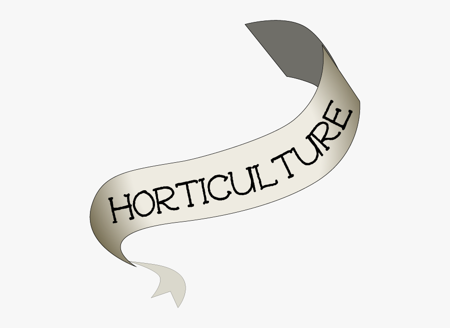 Calligraphy, Transparent Clipart