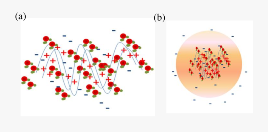 Schematic Representation Of Ladder Structure And Scrambled - Rosa Rubiginosa, Transparent Clipart