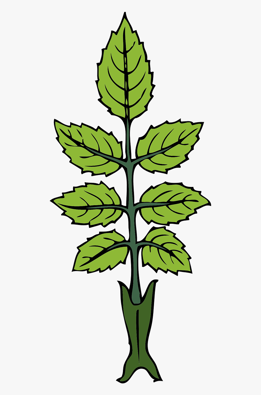 Mint Herb Leaves Free Picture - Draw A Mint Plant, Transparent Clipart