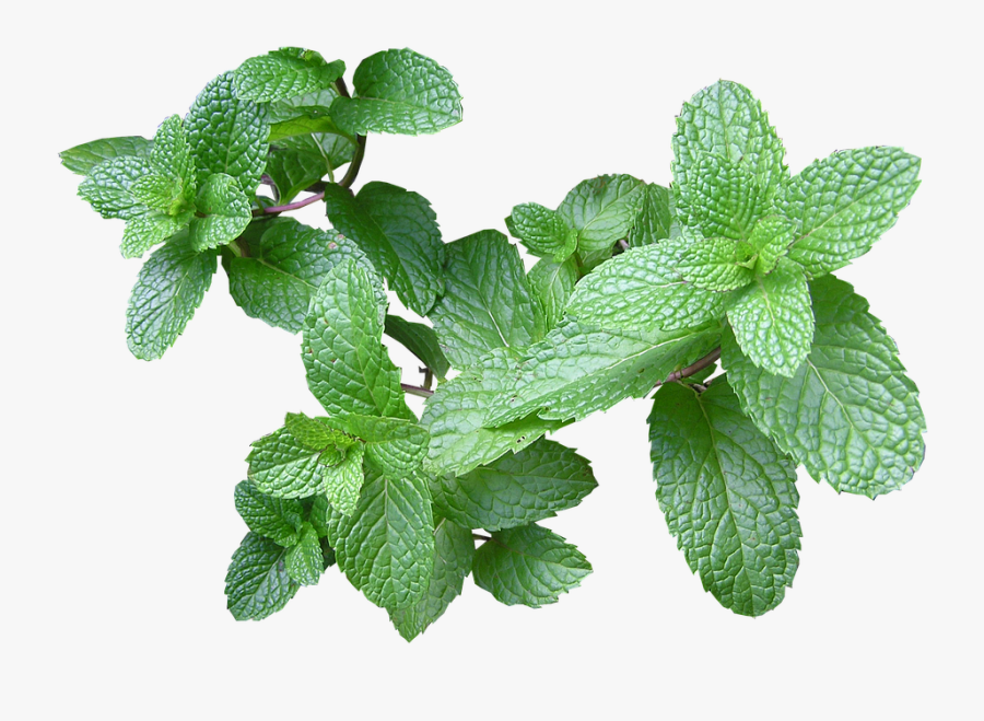 Herb Mint Cut Photo Pixabay - Gravida Pode Tomar Cha De Hortelã, Transparent Clipart