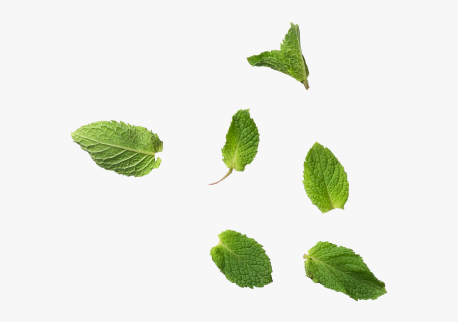 Transparent Background Mint Leaves Mint Leaf, Transparent Clipart