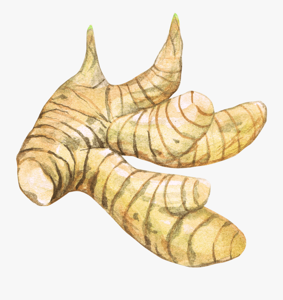 Ginger - Masala Chai, Transparent Clipart