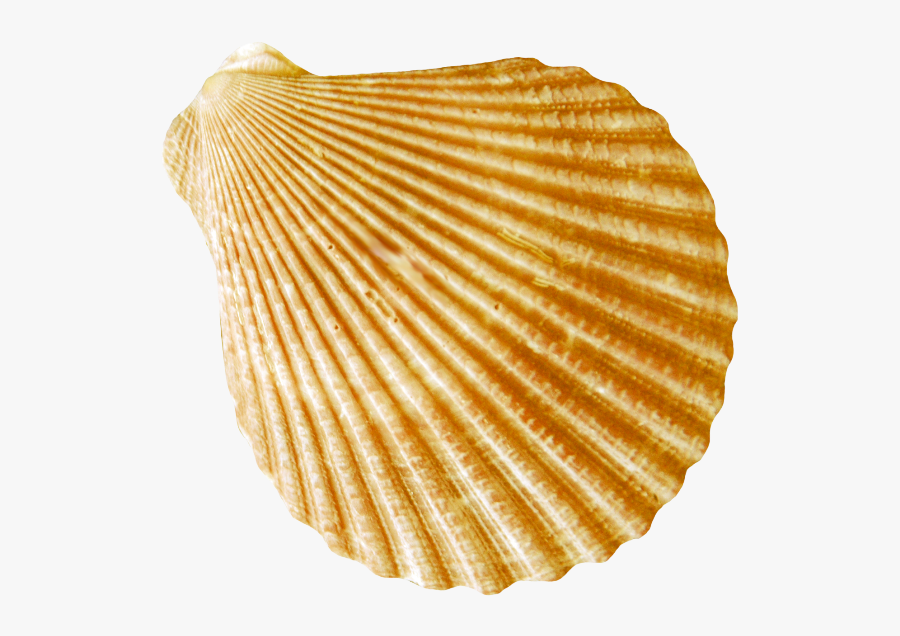 Conch Png - Ракушки Морские Пнг, Transparent Clipart