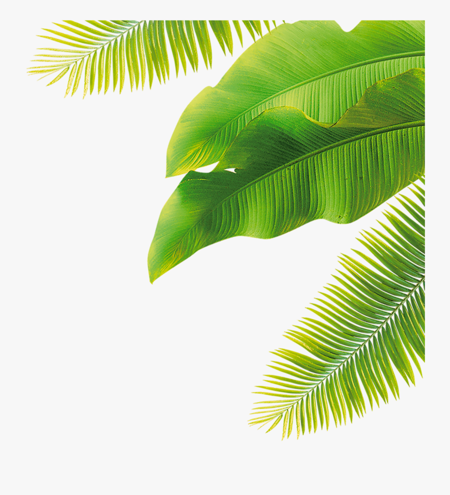 Leaves Fruit Green Flower Free Download Image - Transparent Coconut Leaves Png, Transparent Clipart